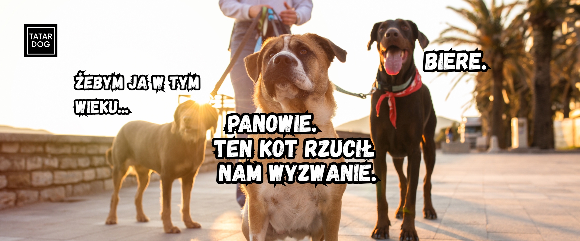 Zapoznanie psów